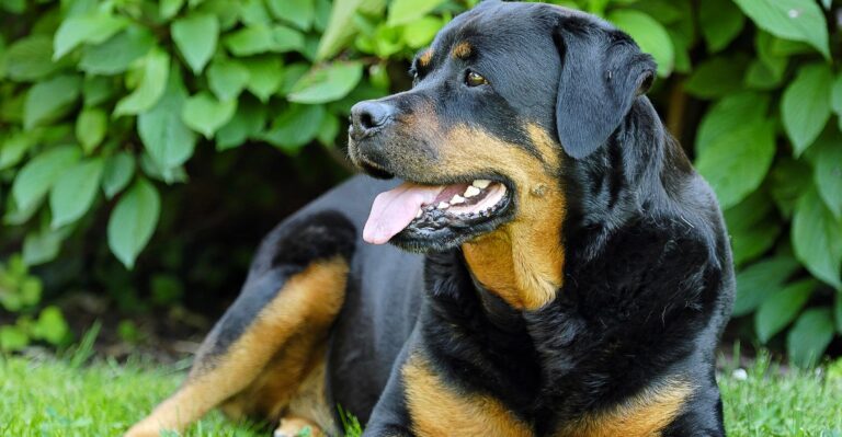 featured image 0044aa6a7636 deb2e3bf09a0 dog news
