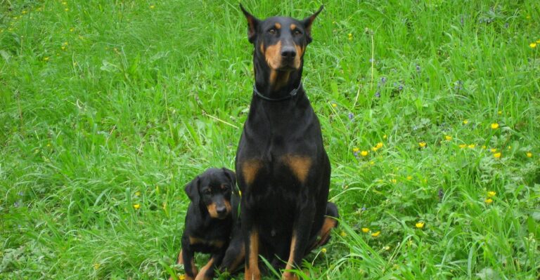 featured image 005cd563716d 31dab2d6c20a dog news