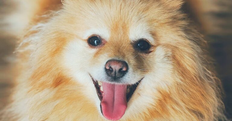 featured image 01f6bb11aba1 38b60dcbffa9 dog news