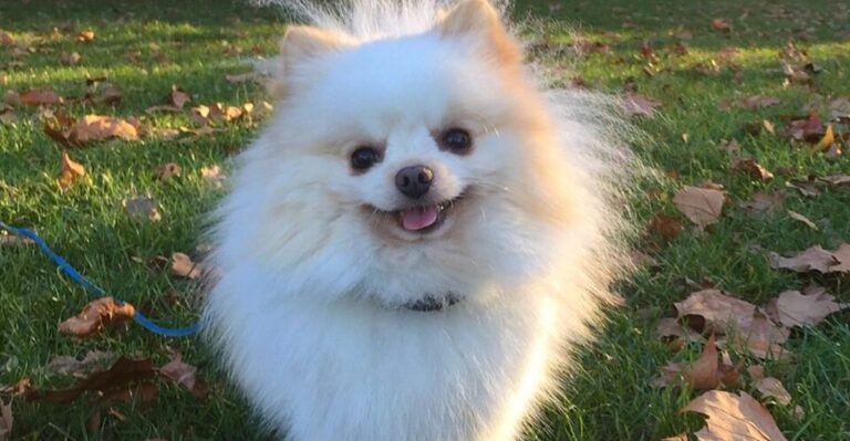 featured image 094ab95e743f 996e82a51e5d dog news