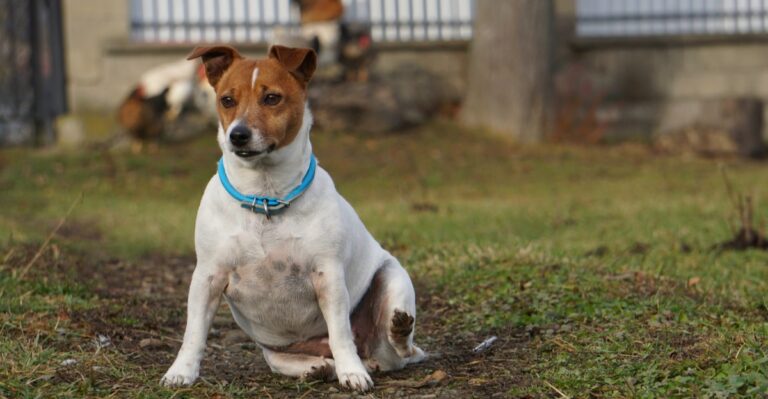 featured image 095387043785 9a204d3a0843 dog news
