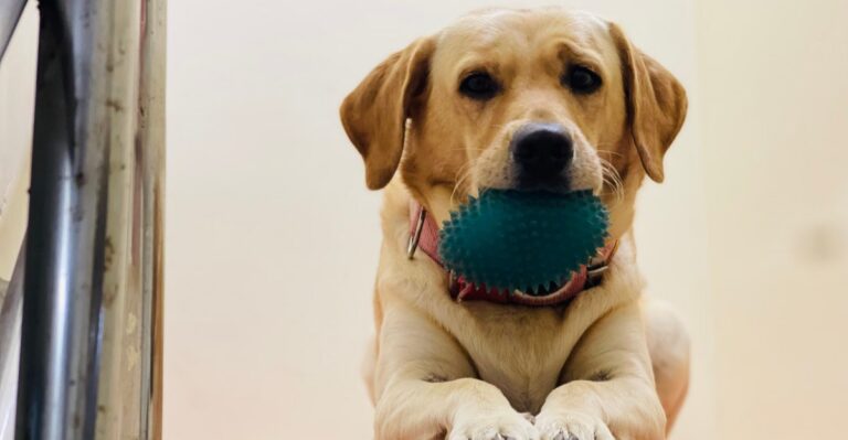 featured image 09fc7ded5892 8a88480f68e8 dog news