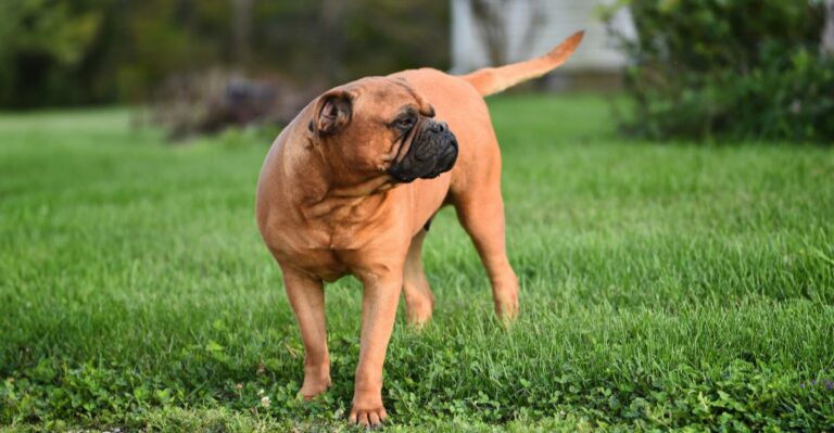 featured image 0adbda28d7ca d82f6a1205b0 dog news