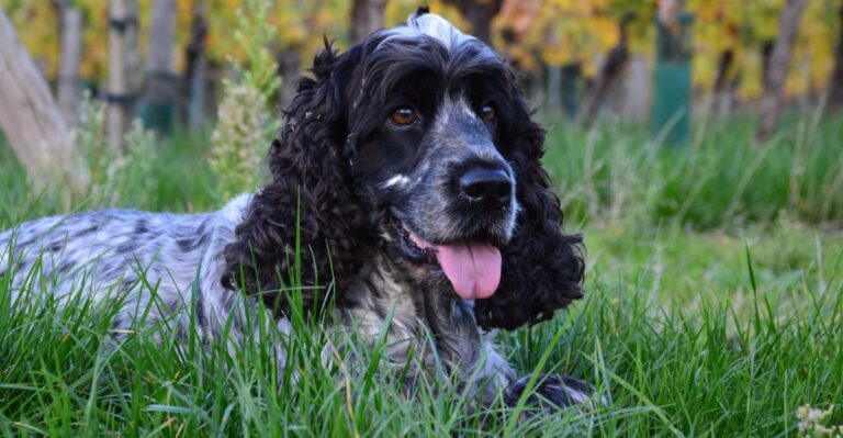 featured image 0b779ccfcafa 9aa614547182 dog news