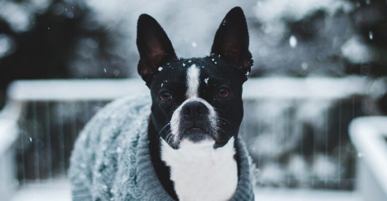 featured image 1024701c25ae c5eb6ec3f76f dog news