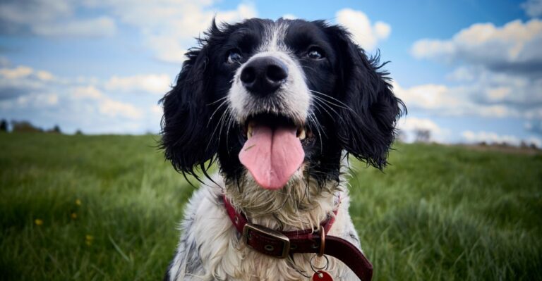 featured image 10ffe0e509b9 80a1b8ba3c25 dog news