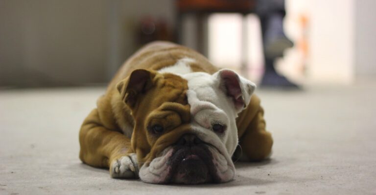 featured image 118d9b5c6936 9e59d1c799d9 dog news