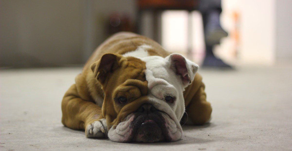Want a dog but barely have free time? These 12 breeds deserve a look – plus 2 that may be a poor match