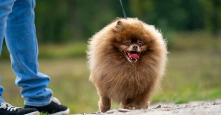 featured image 131a2c96d374 b296537cb7ad dog news