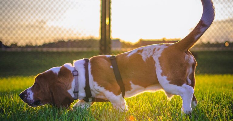 featured image 158579623d3f a9de494fde22 dog news