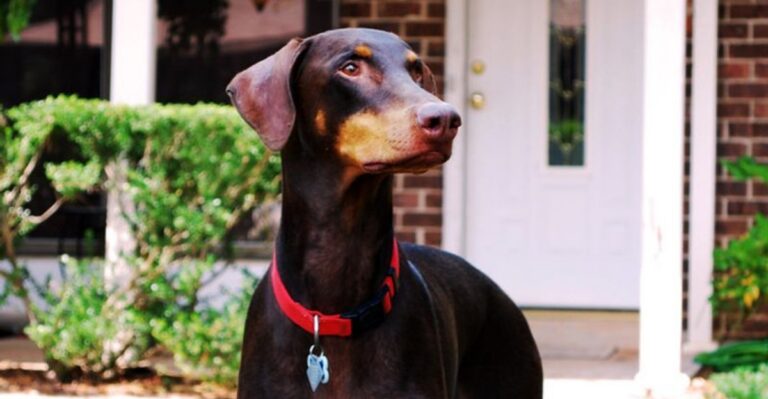 featured image 1677affe9eb1 e866aedbc789 dog news