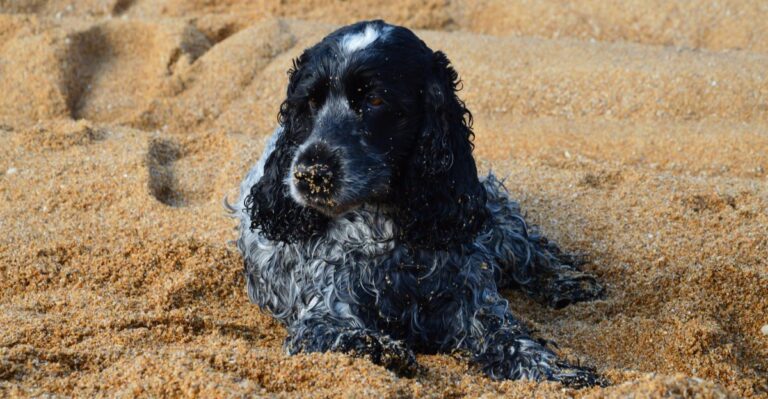 featured image 19b781fb1bad 7be7736b8496 dog news