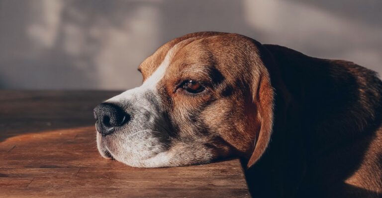 featured image 1e22ce606951 0e13cf287ba5 dog news