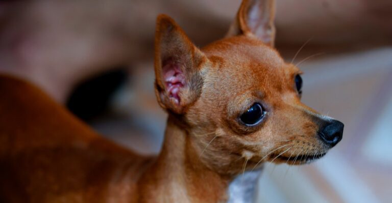 featured image 1eadb6b22c5f f81eed104104 dog news
