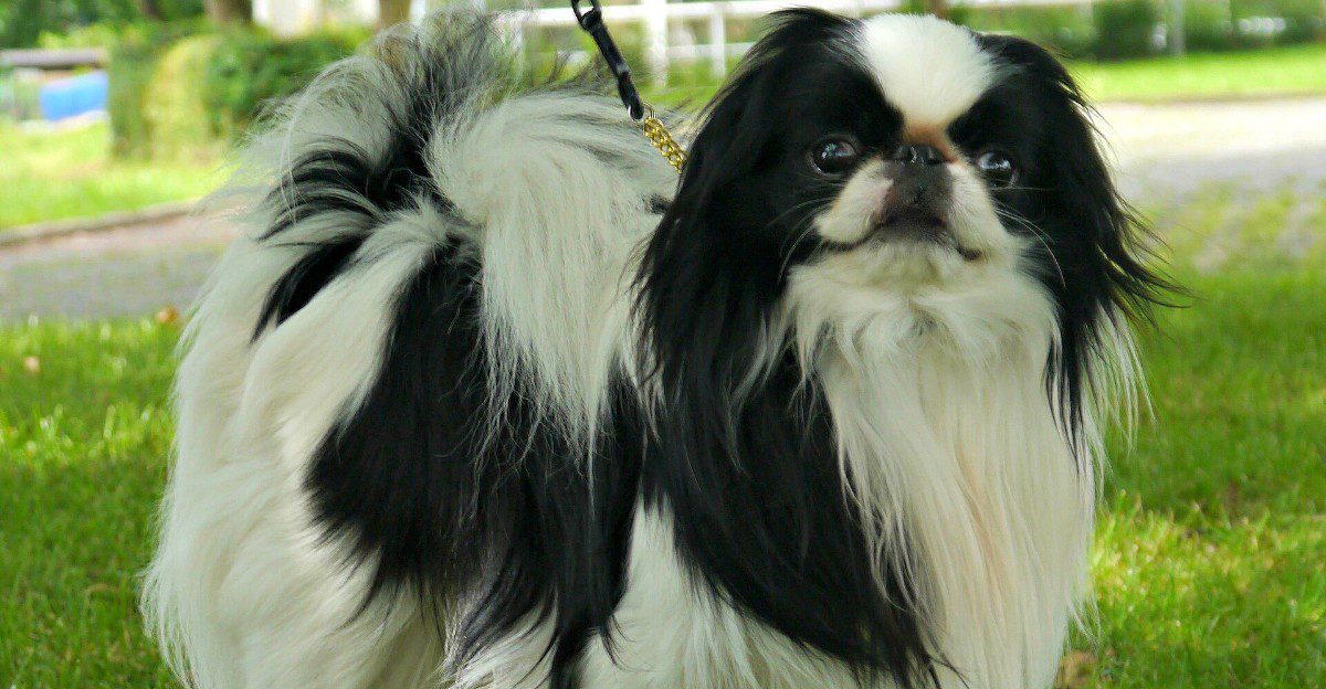10 dogs that have mastered the art of doing absolutely nothing – and 4 that apparently never took the class