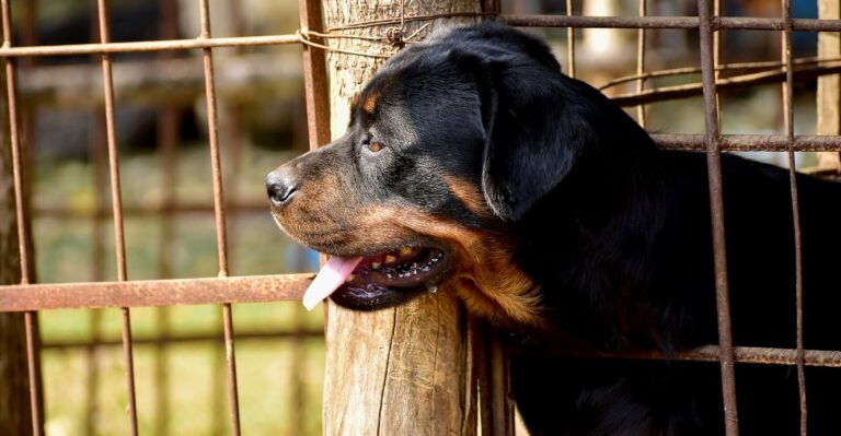 featured image 21fa8cf4ff7b 75dda74471f0 dog news