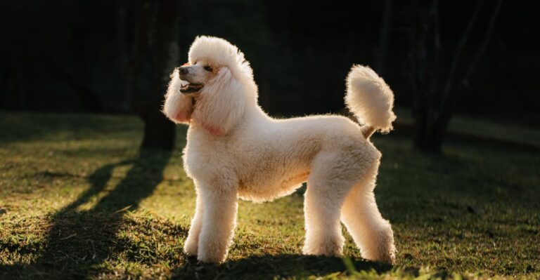 featured image 2221b5fa5490 aff7c934694a dog news