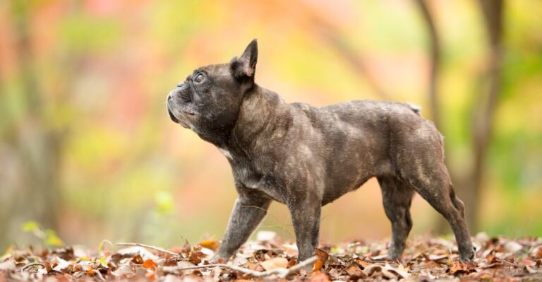 featured image 255f4728d02a 24276dfd8f01 dog news