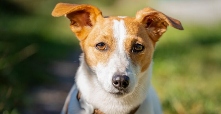 featured image 27902415dd5a 98c660f966d3 dog news