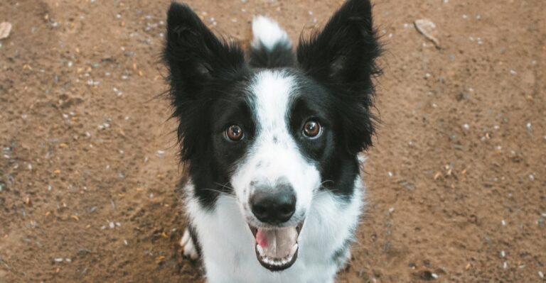 featured image 28efc319c8e4 b1f2ad3899a5 dog news