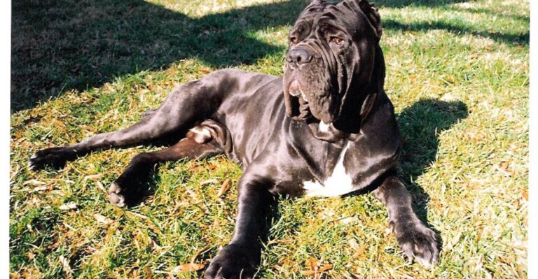 featured image 295a06091ad5 acb37bbf3f79 dog news