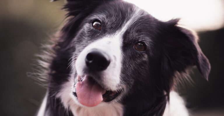 featured image 2b34be56033c a5288c0d7155 dog news