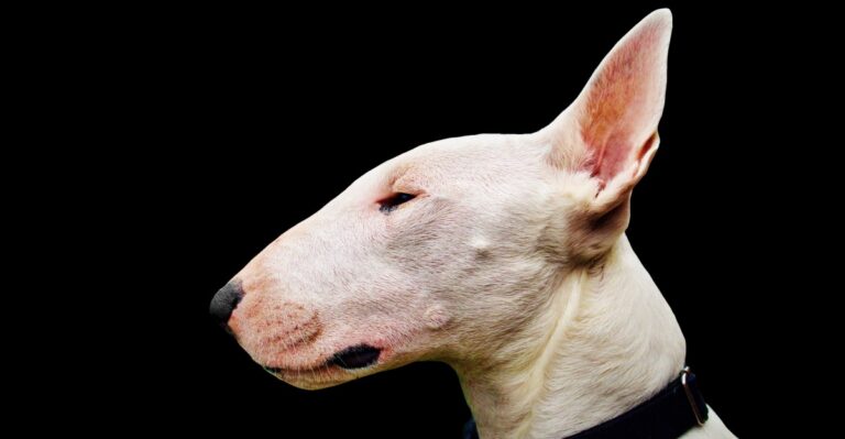 featured image 2f06c48e203b ae3384d2b06e dog news