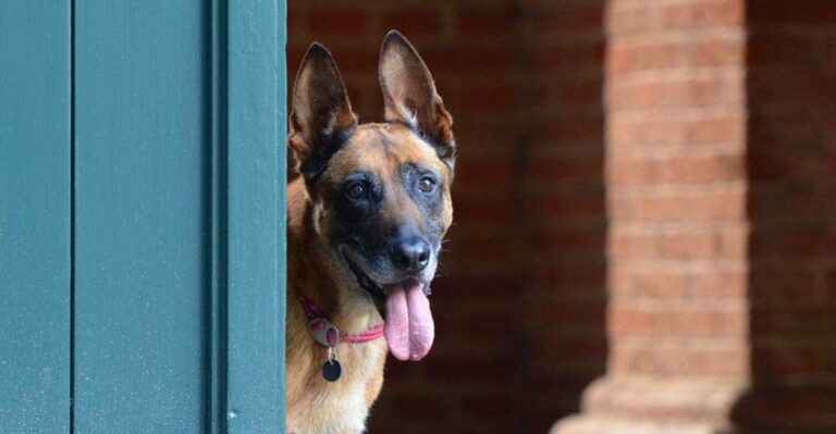 featured image 2f0aa172ec6d e838595cb7bf dog news