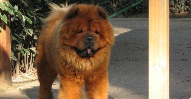 featured image 3028378908a3 0c83a3e1de89 dog news