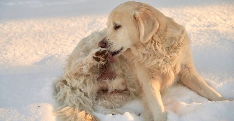 featured image 3151ec1fa2a5 a81e572ddfdc dog news