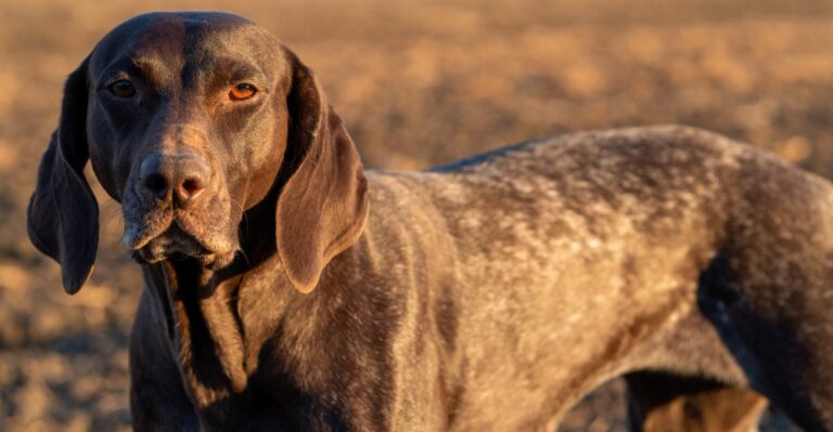 featured image 31bbd94b4f2b e7262dc9473a dog news