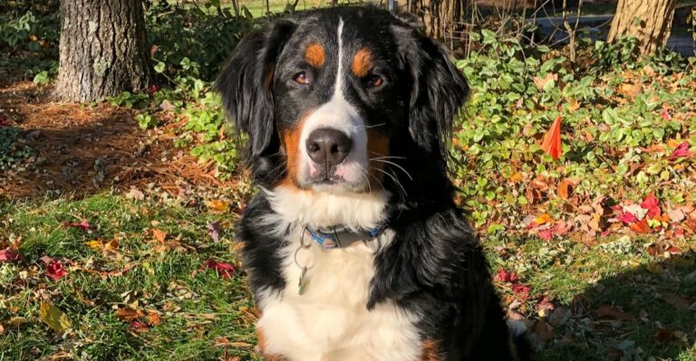featured image 33b9aa2d45cc 83177536dfb1 dog news