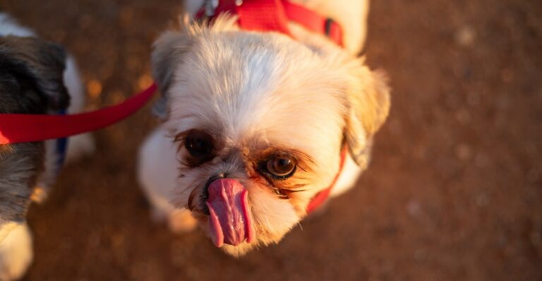 featured image 359a4150a749 7d5e637f214d dog news
