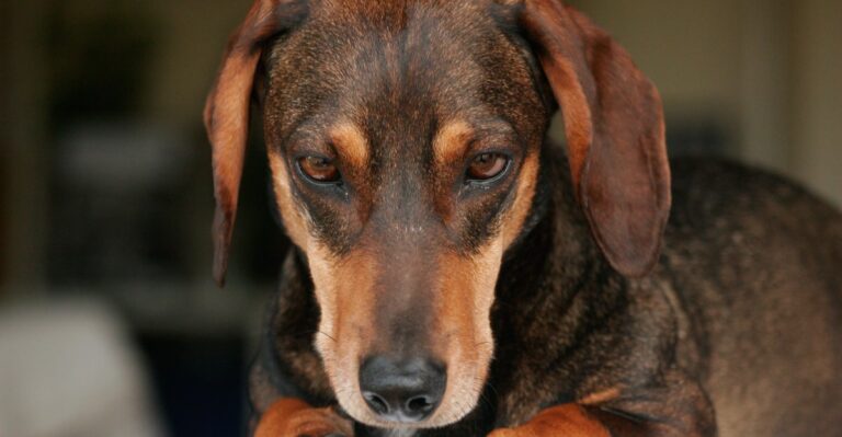 featured image 374aca1a50ce 60c25151585d dog news