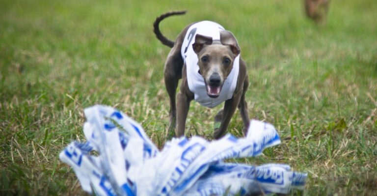 featured image 3763ed501a13 523d738d45e8 dog news