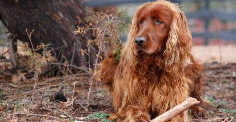featured image 3c213507756c c15cb7300830 dog news