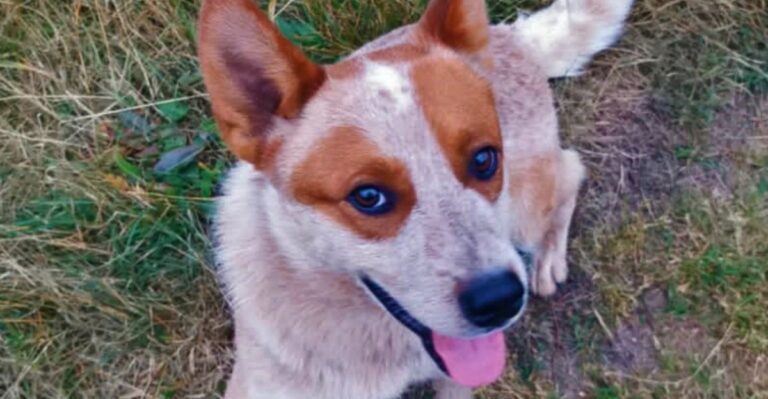 featured image 3c8cf9c6b9a6 19a63dd3c4df dog news
