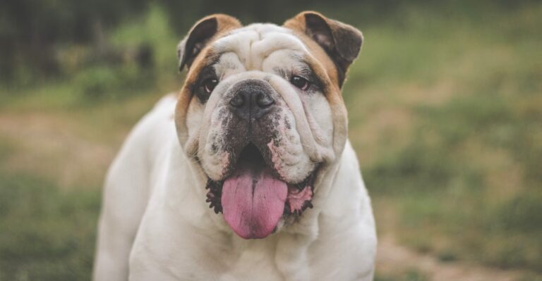 featured image 3e9fd1c108a9 949f991d5821 dog news