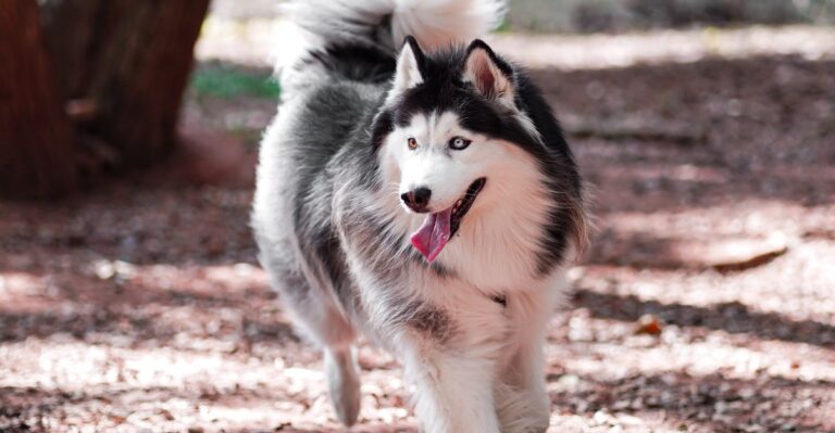 featured image 416bed2a7cb9 a2bc23814ee9 dog news