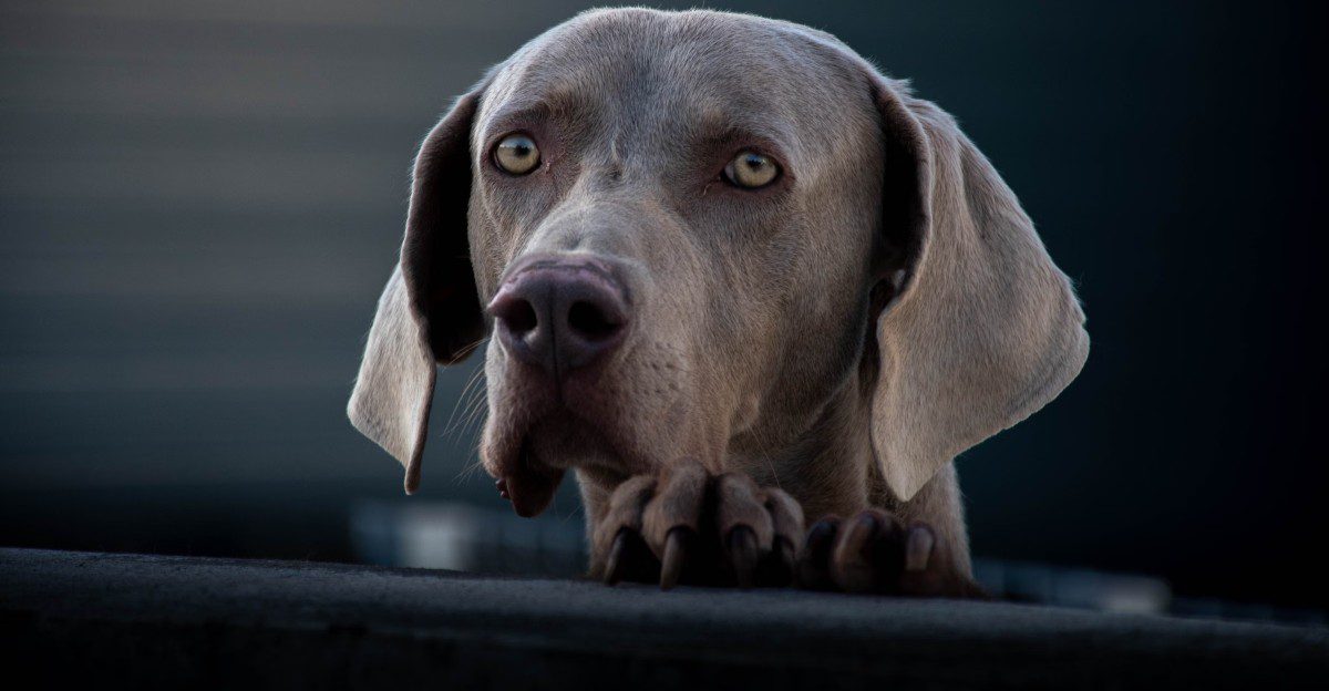 12 dogs that seem confident around everyone – until their favorite person disappears