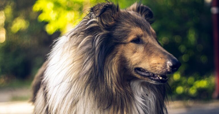 featured image 489b7a19ab48 af833ad5b0dc dog news
