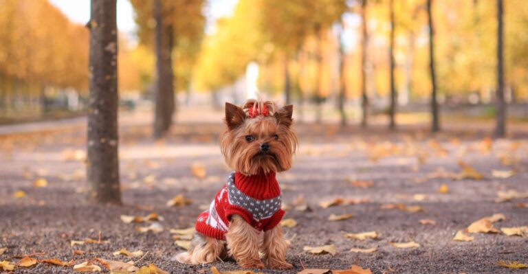 featured image 49a95b1f592c adaf61b465f8 dog news
