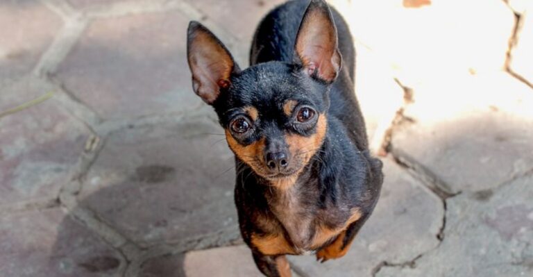 featured image 4aae9e4e6794 7f2a3028c733 dog news