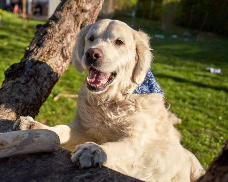 featured image 4abed67b19a7 7ef581148b1e dog news