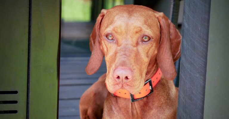 featured image 4cd3b2bb27bd 02e30958840b dog news