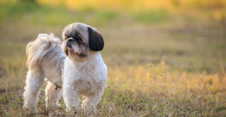 featured image 4e5dd75fa6c8 46bf05adecc7 dog news