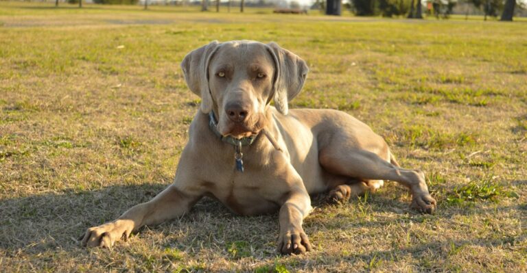 featured image 5015c34eff67 46f3cff16284 dog news