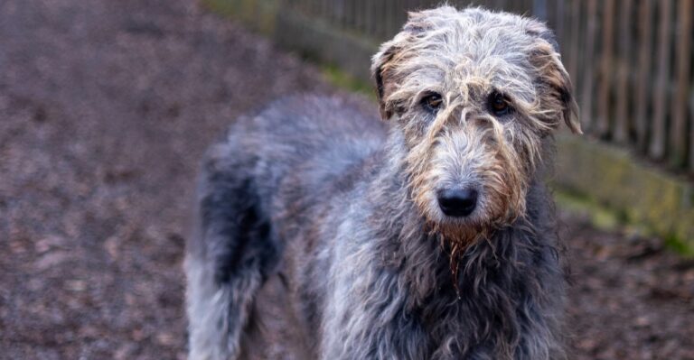 featured image 52627aecad31 767f2c5f4a28 dog news