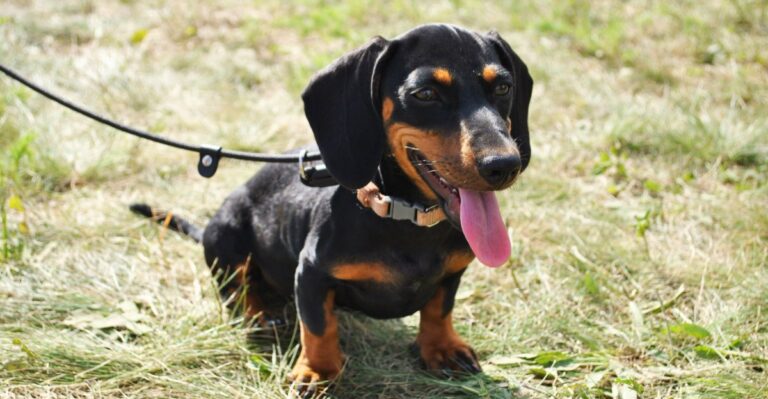 featured image 53e5aedc2ce9 ceb1e26f26b8 dog news