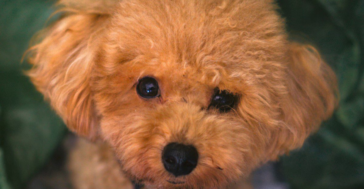 featured image 55664b62bb43 d1954424dfa6